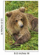 Brown bear cub close-up Wall Mural
