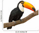 Toucan