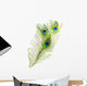 Peacock Feathers