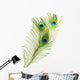 Peacock Feathers