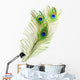 Peacock Feathers