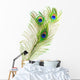 Peacock Feathers