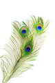 Peacock Feathers