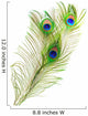 Peacock Feathers