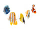 reef fish, marine fish Wall Decal