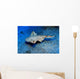 Usually Angel Shark Squatina