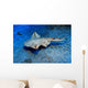 Usually Angel Shark Squatina