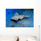 Usually Angel Shark Squatina