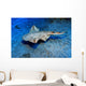 Usually Angel Shark Squatina