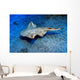 Usually Angel Shark Squatina
