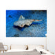 Usually Angel Shark Squatina