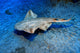 Usually Angel Shark Squatina