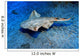 Usually Angel Shark Squatina