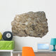 Fossiliferous Limestone