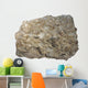 Fossiliferous Limestone