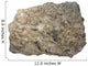 Fossiliferous Limestone