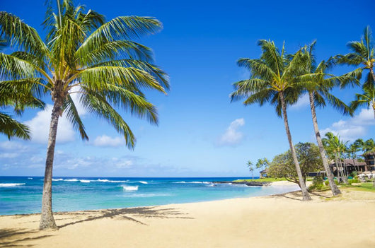Palm Trees on the Sandy Beach Wall Mural
