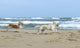 Chihuahuas Beach Wall Mural