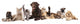 Group Cats and Dogs