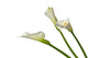Three Calla Lilies Wall Decal