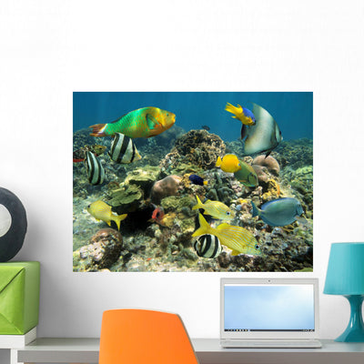 Healthy Coral Reef with shown on a wall