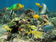 Healthy Coral Reef with
