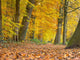 Yellow Foliage Birch Trees