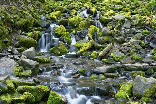 Rocky and Mossy Creek