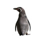 penguin Wall Decal