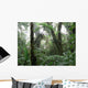 Rain Forest Wall Mural