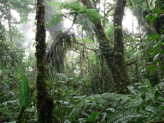 Rain Forest Wall Mural