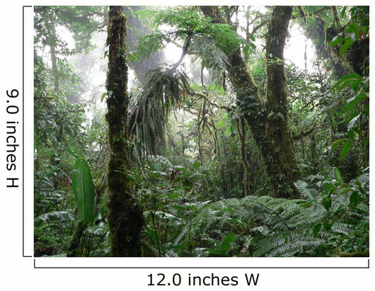 Rain Forest Wall Mural