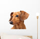 Dachshund dog portrait Wall Decal