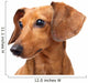 Dachshund dog portrait Wall Decal