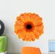 Orange Gerbera Flower White