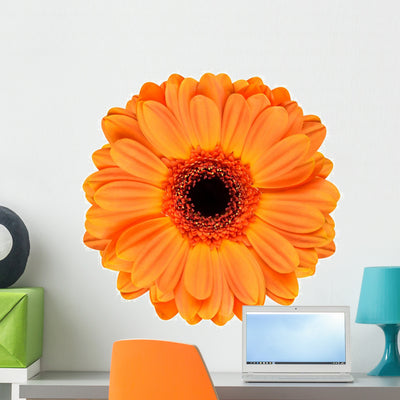 Orange Gerbera Flower White shown on a wall