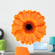 Orange Gerbera Flower White