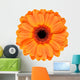 Orange Gerbera Flower White