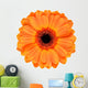 Orange Gerbera Flower White