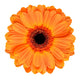 Orange Gerbera Flower White