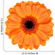 Orange Gerbera Flower White