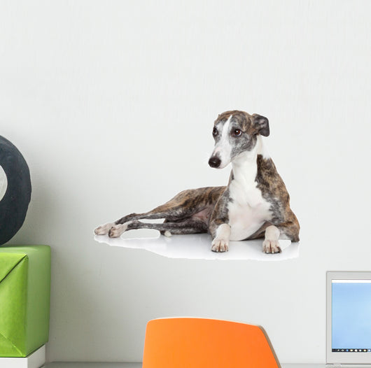 Whippet Lying Front White