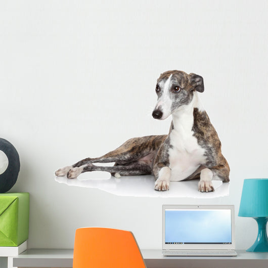 Whippet Lying Front White