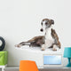 Whippet Lying Front White