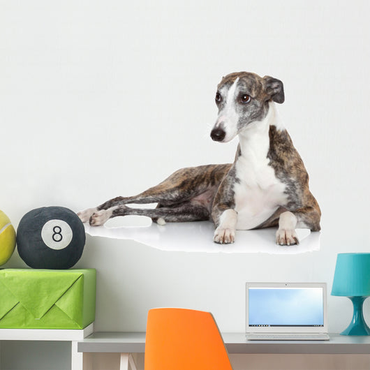 Whippet Lying Front White