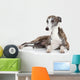 Whippet Lying Front White