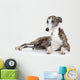 Whippet Lying Front White