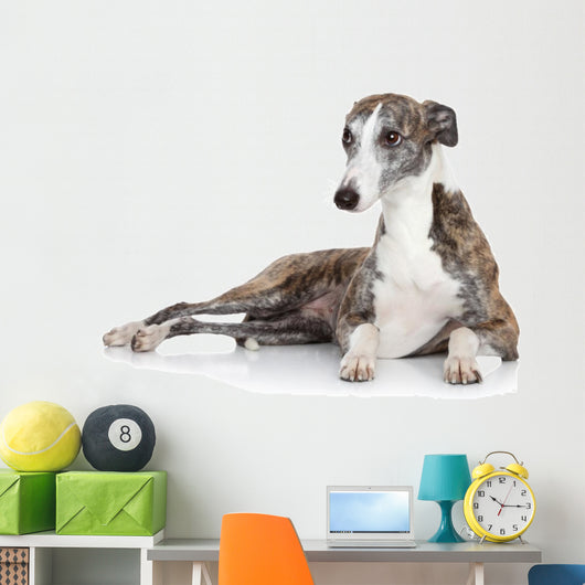 Whippet Lying Front White