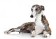Whippet Lying Front White