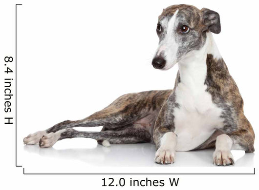 Whippet Lying Front White